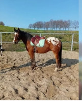 Vente de cheval : Darko